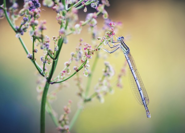 Close up of dragonfly on wildflower