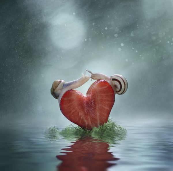 Close up of snails balancing on heart-shaped strawberry slice
