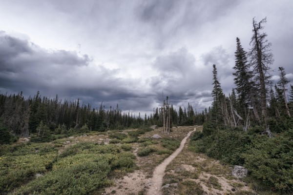 Clouds over trail in forest landscape