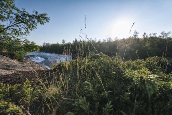 Foliage near remote river