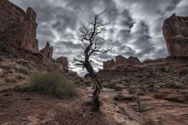 Barren tree  in desert under clouds