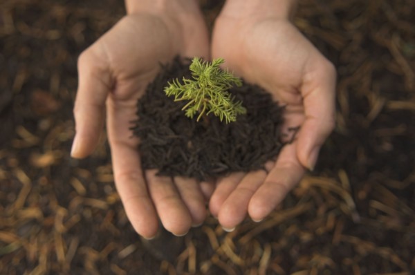 Woman holding mulch and small tree