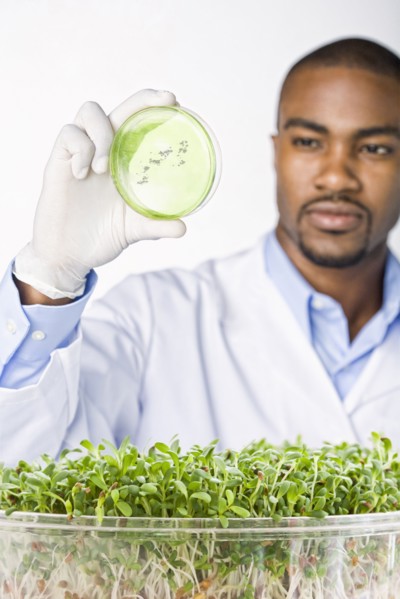 African American scientist looking at petri dish with sprouts in bowl
