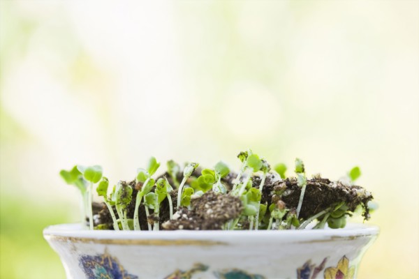 Sprouts growing in bowl