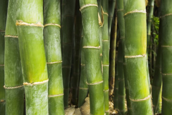 Growing green bamboo