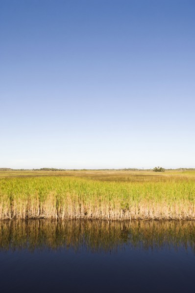 Water and grass in everglades