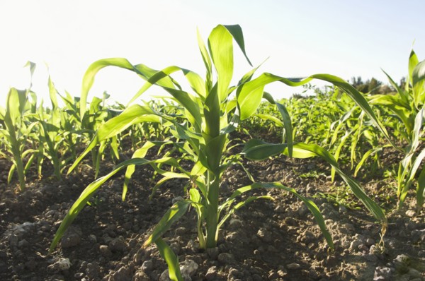Corn growing in field