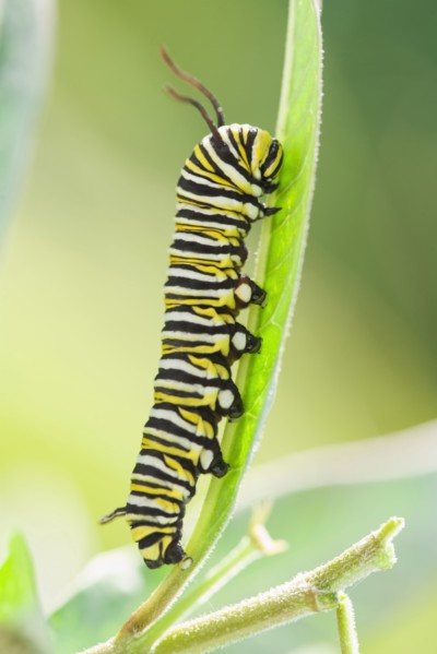Monarch caterpillar crawling on leaf