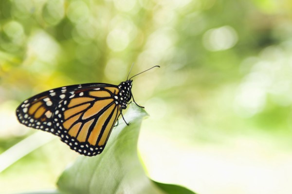 Monarch butterfly perching on leaf