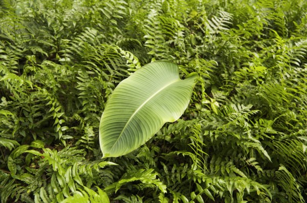 Leaf sitting on bed of ferns