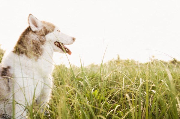 Dog panting in tall grass