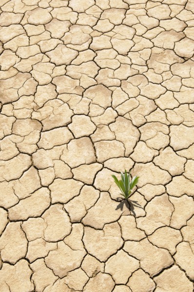 Green plant growing from cracked dry soil