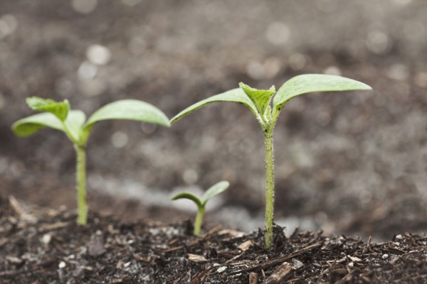 Close up of seedlings growing in dirt