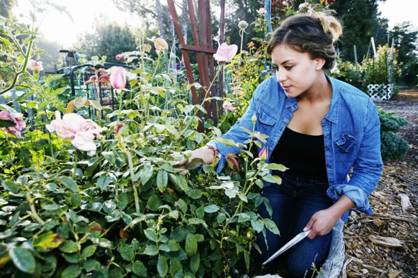 Mixed race woman examining flowers in garden