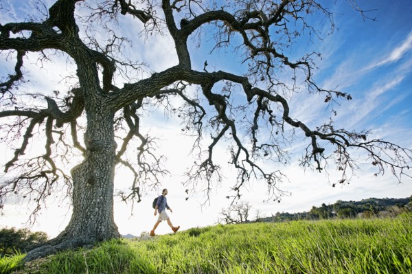 Caucasian man walking in field near tree
