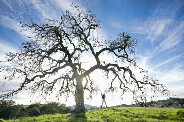 Caucasian man jumping for joy in field near tree