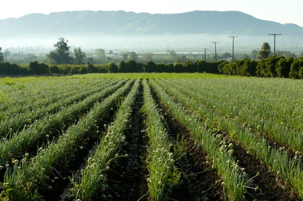 Onions growing in field