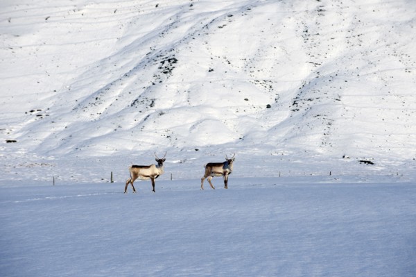 Reindeer grazing in arctic landscape