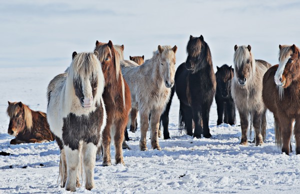 Horses standing in snowy field