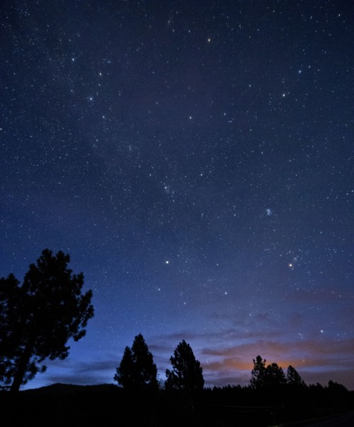 Silhouette of trees under starry night sky