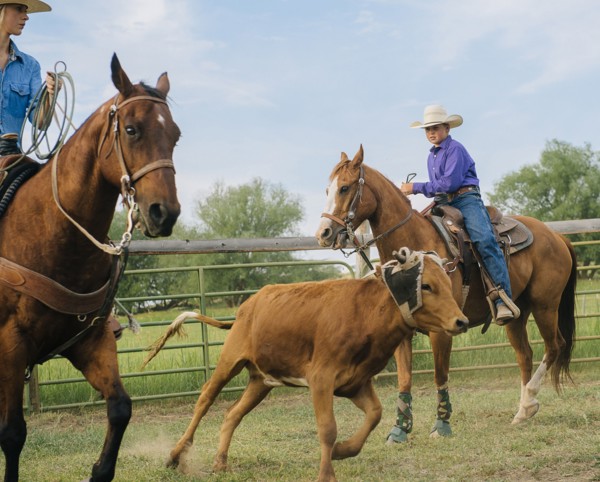 Cowgirl and cowboy lassoing cattle on ranch