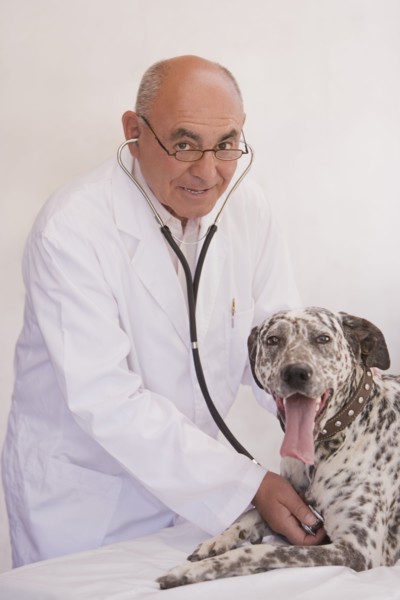 Veterinarian listening to dog's heartbeat