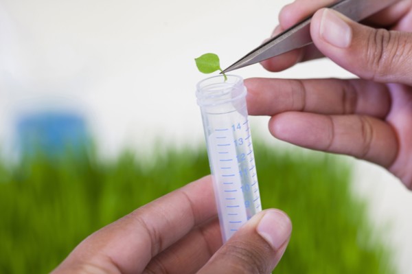 Mixed race scientist dropping leaf in test tube