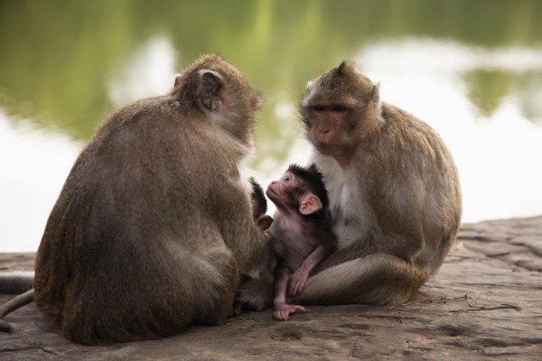 Monkeys sitting near river