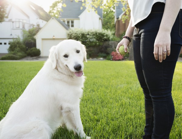 Caucasian woman playing with dog in park
