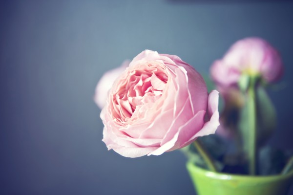 Close up of flowers in vase