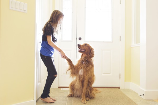 Caucasian girl training dog to shake paw