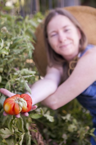 Close up of woman picking tomato in garden