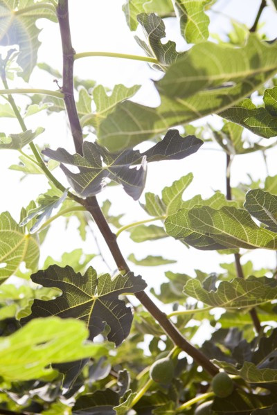 Low angle view of leaves on tree branches