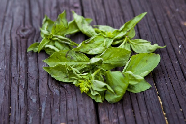 Close up of fresh basil leaves on board