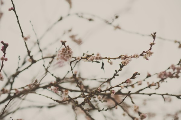 Low angle view of flowering tree branches