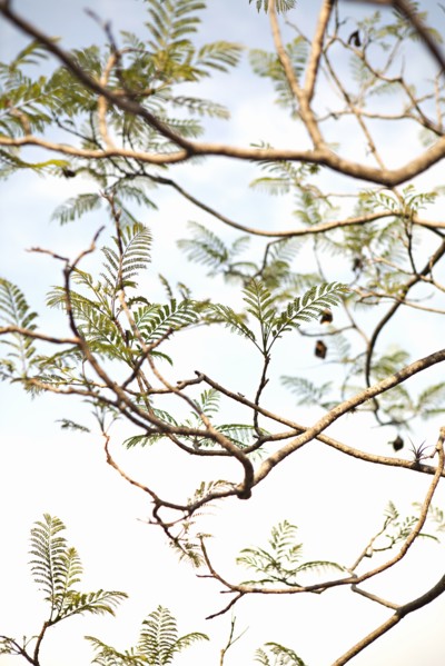 Low angle view of tree branches under sky