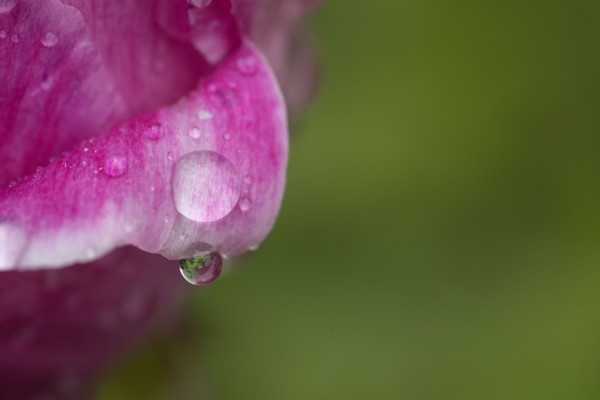 Close up of water droplet on flower petal