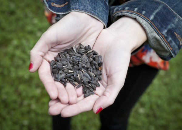 Close up of hands of woman holding seeds