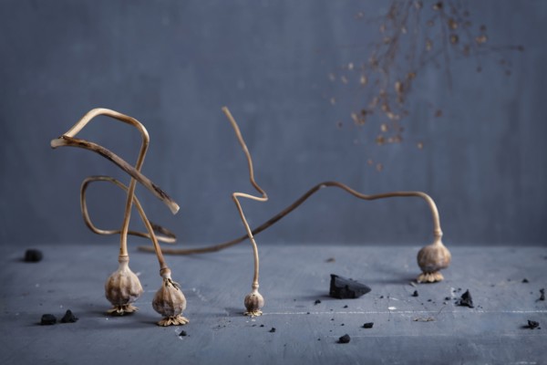 Dried plant bulbs on counter top