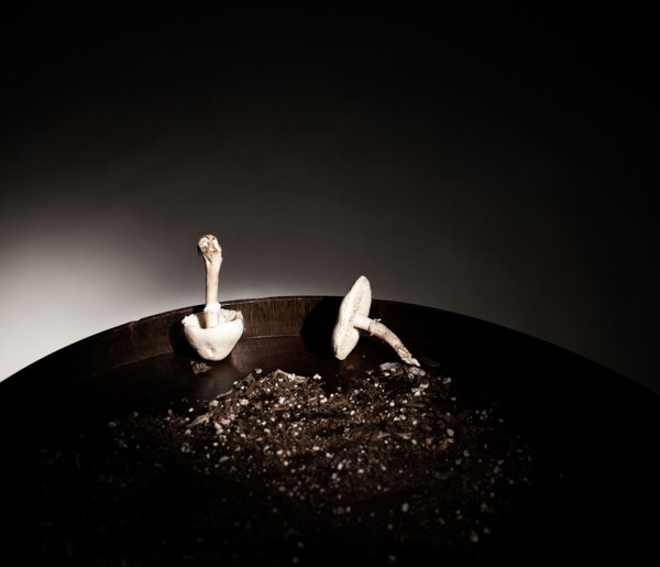 Close up of mushrooms and dirt in pan