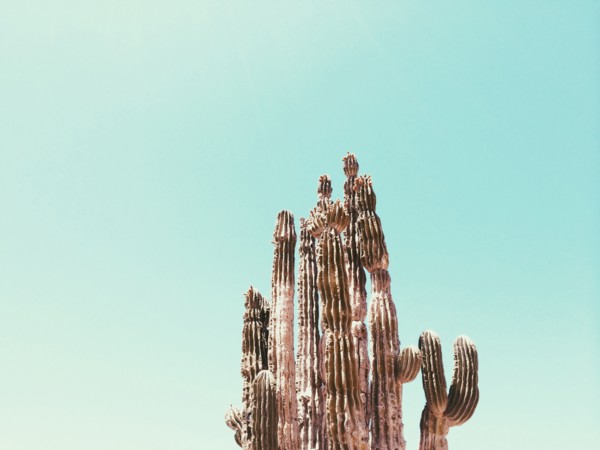 Low angle view of cactus under blue sky