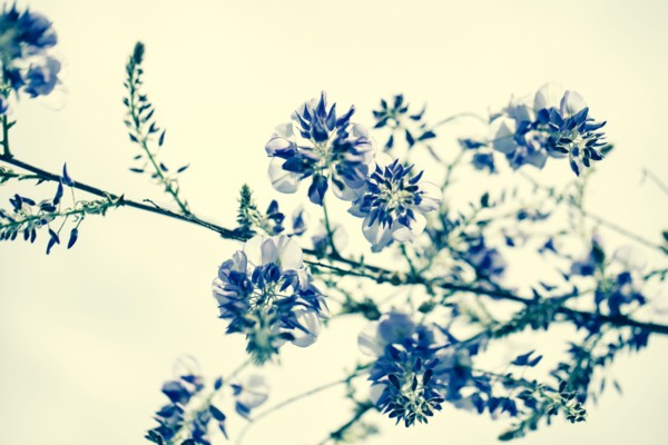 Close up of flowers growing on plant branch