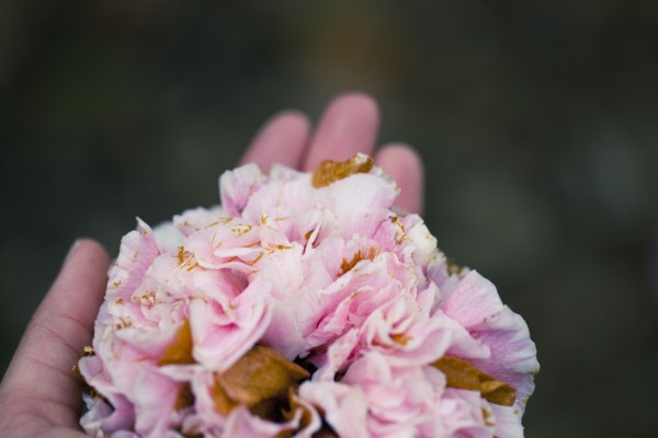 Close up of hand holding wilting flowers