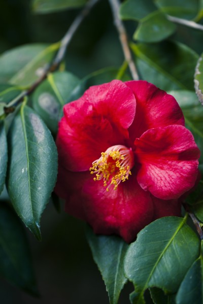 Close up of flower on leafy branch