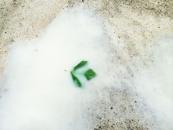 Blurred view of leaf floating in white puddle