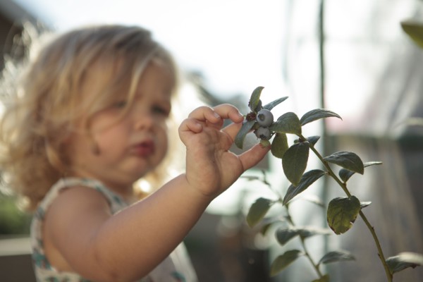 Close up of girl picking blueberries
