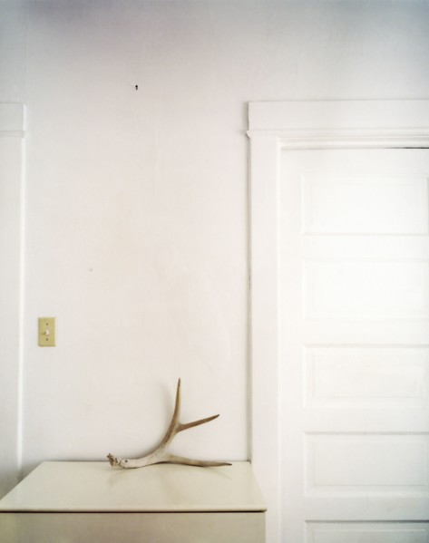Antler on counter top