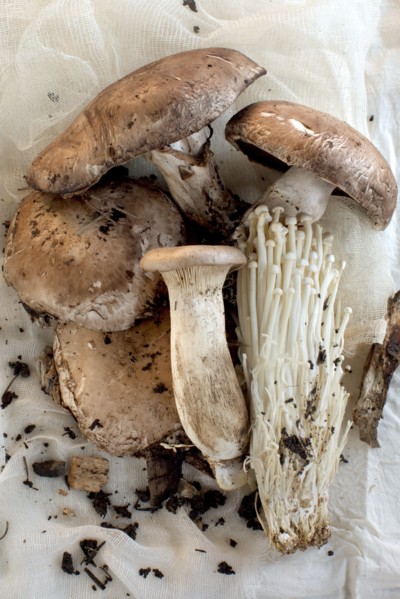 Close up of variety of mushrooms