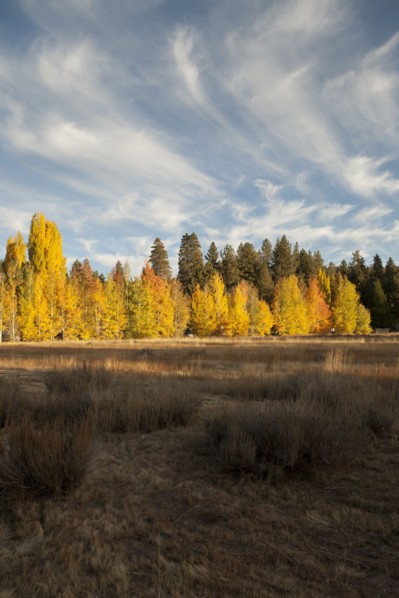 Autumn trees in remote field