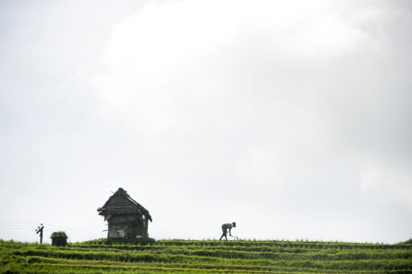 Silhouette of farmer working in rural rice terrace